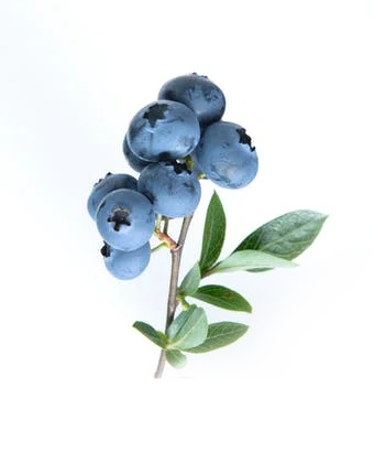 blueberry-importers
