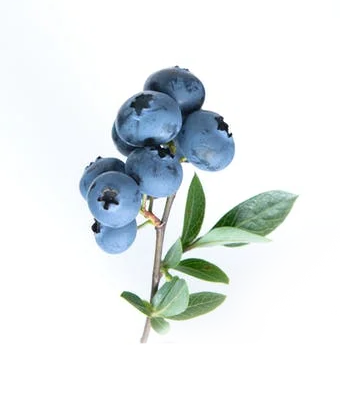 Blueberry Importers