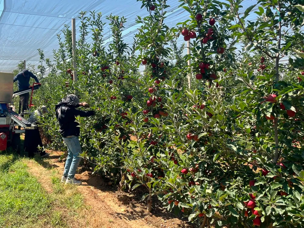 Workers harvesting red apples in an orchard under protective netting.