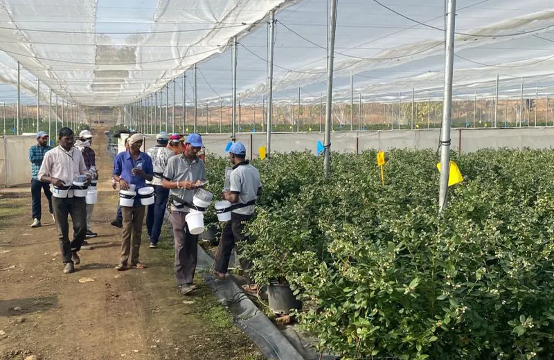 Blueberry farm of Hortifrut IG Berries