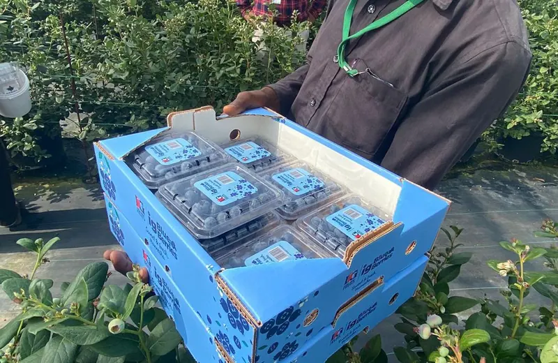 Freshly packed blueberries